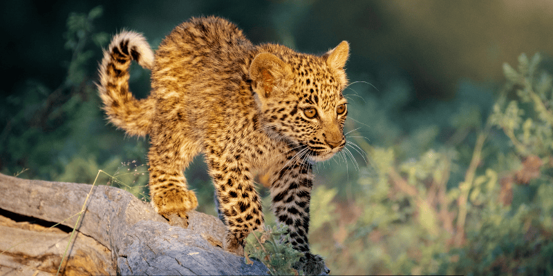 TANZANIA SAFARIS AND TRIPS
