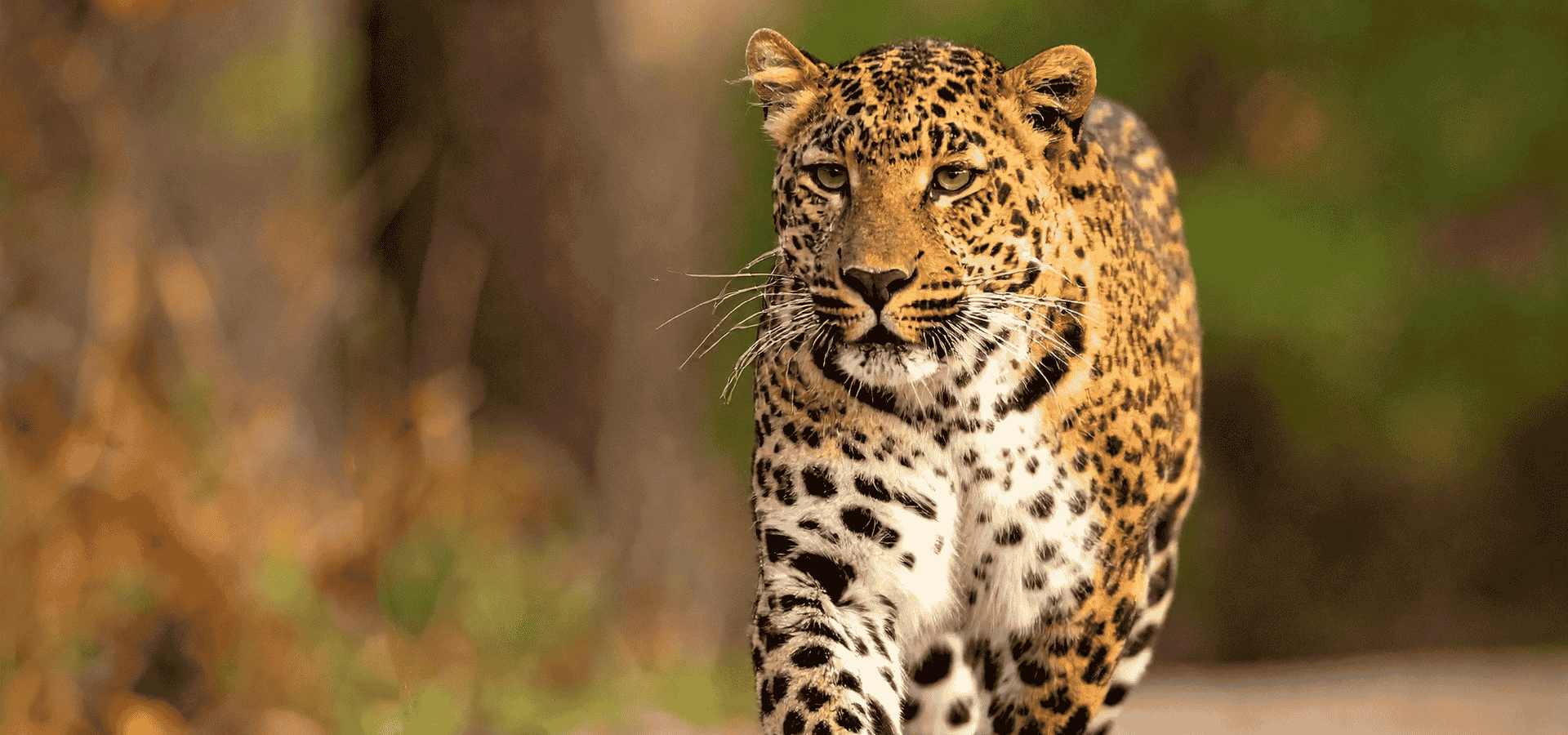 Tanzania Safari and Trips